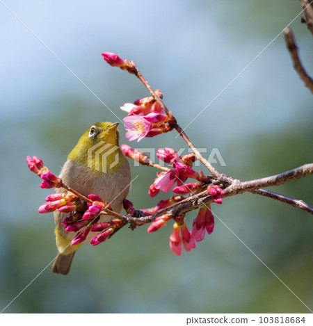 White-eye sucking nectar from cherry blossoms with buds White-eye sucking nectar from cherry blossoms with buds 103818684