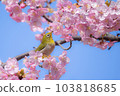 White-eye perched on a branch of cherry blossoms in full bloom 2 103818685