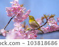 White-eye perched on a branch of cherry blossoms in full bloom 1 103818686