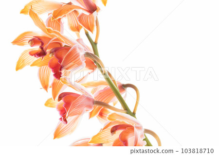 Cymbidium taken on a white background [orange flower] 103818710