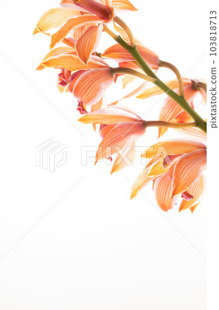 Cymbidium taken on a white background [orange flower] 103818713