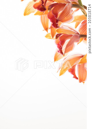 Cymbidium taken on a white background [orange flower] 103818714