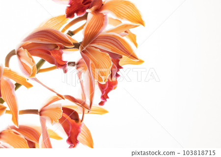 Cymbidium taken on a white background [orange flower] 103818715