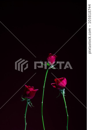 在紅色背景採取的一朵玫瑰 在紅色背景採取的一朵玫瑰 103818744