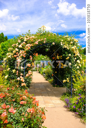 Rose dome (vertical) 103818750
