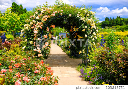 Rose dome Rose dome 103818751