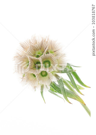 在白色背景下拍攝的 Sternkugel scabiosa 103818767