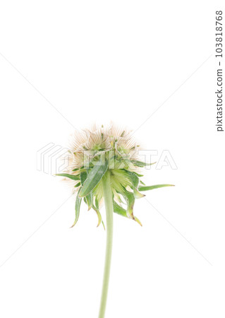 在白色背景下拍攝的 Sternkugel scabiosa 在白色背景下拍攝的 Sternkugel scabiosa 103818768