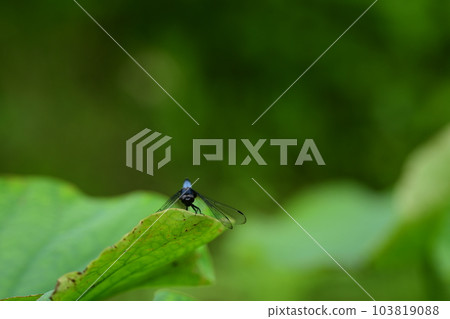 White dragonfly in the lotus pond Ofuna Flower Center White dragonfly in the lotus pond Ofuna Flower Center 103819088