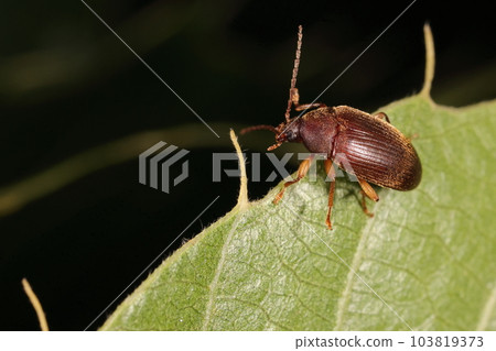 生物,昆蟲,栗甲蟲,棕色的身體和黃色的絨毛。磨砂機身,有什麼特色嗎? 生物,昆蟲,栗甲蟲,棕色的身體和黃色的絨毛。磨砂機身,有什麼特色嗎? 103819373