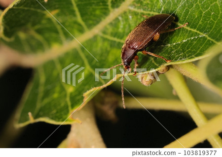 鋸齒葉上的生物、昆蟲、栗甲蟲。不像名字,好像是在一棵活樹上 鋸齒葉上的生物、昆蟲、栗甲蟲。不像名字,好像是在一棵活樹上 103819377