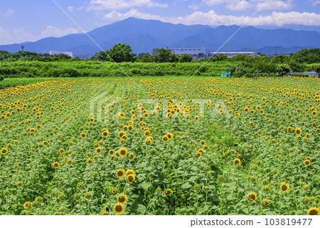 A sunflower field of blue sky A sunflower field of blue sky 103819477