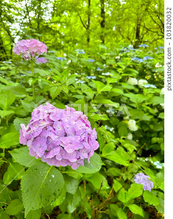 Hydrangea in the greenery of the rainy season: the beautiful nature of Japan Hydrangea in the greenery of the rainy season: the beautiful nature of Japan 103820032