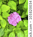 Hydrangea in the greenery of the rainy season: the beautiful nature of Japan 103820034