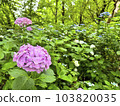 Hydrangea in the greenery of the rainy season: the beautiful nature of Japan 103820035