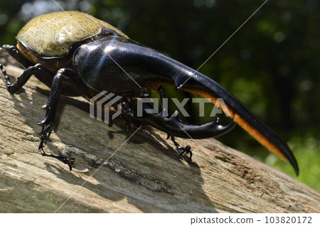 大力士甲蟲 大力士 大力士在樹上 103820172