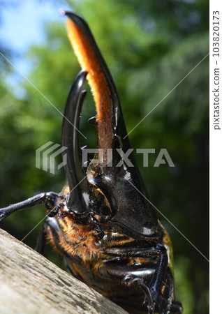 大力士甲蟲 大力士 大力士在樹上 103820173