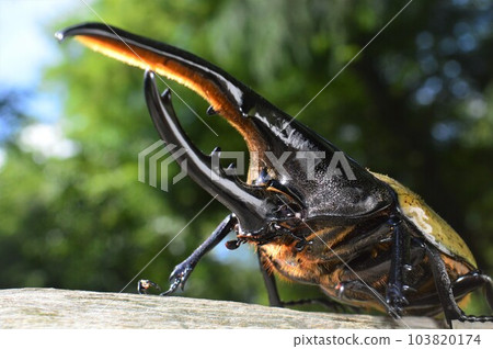 大力士甲蟲 大力士 大力士在樹上 大力士甲蟲 大力士 大力士在樹上 103820174