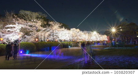Osaka Castle Cherry Blossom Night: Nishinomaru Garden Osaka Castle Cherry Blossom Night: Nishinomaru Garden 103820307