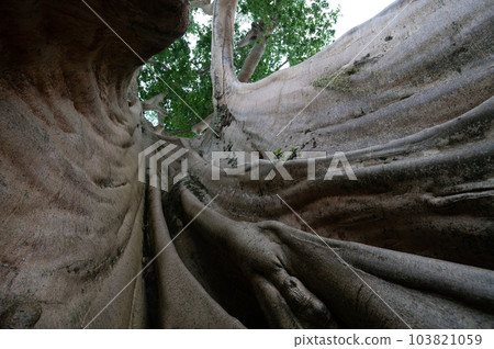 Old big tree in jungle tropical rainforest.  103821059