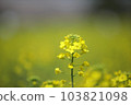 Portrait of Canola Flowers 103821098