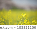 Portrait of Canola Flowers 103821100