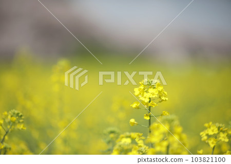 Portrait of Canola Flowers 103821100