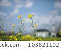 Canola flowers in a residential area 103821102