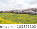 Cherry blossoms and Canola flowers 103821103