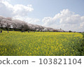 Cherry blossoms and Canola flowers 103821104