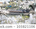 Train and Cherry blossoms 103821106
