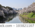 Kudanshita cherry blossoms 103821107