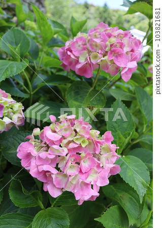 繡球花 繡球花 八田寺 吉峰寺 奈良縣 京都市 雨季 六月 濕度 濕度 繡球花 繡球花 八田寺 吉峰寺 奈良縣 京都市 雨季 六月 濕度 濕度 103821681