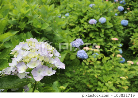 繡球花 繡球花 八田寺 吉峰寺 奈良縣 京都市 雨季 六月 濕度 濕度 繡球花 繡球花 八田寺 吉峰寺 奈良縣 京都市 雨季 六月 濕度 濕度 103821719