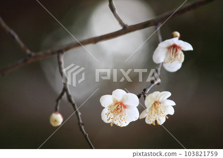 Plum blossom Plum blossom 103821759