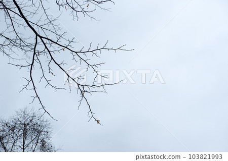 Tree Branch without leaves, autumn. With blue sky background Tree Branch without leaves, autumn. With blue sky background 103821993