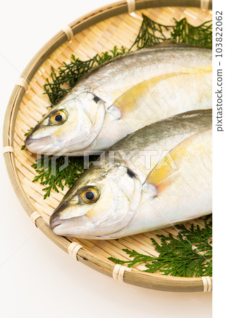 Striped jack Striped jack 103822062