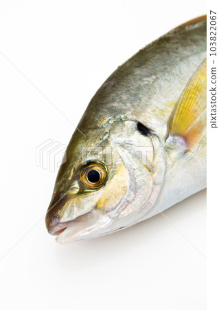 鰺 103822067