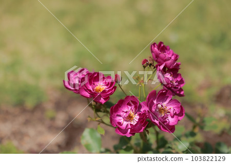 Colorful roses that heal the hearts of many people 103822129