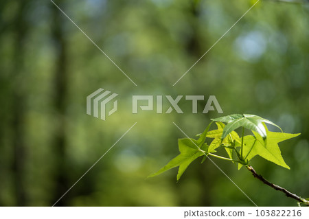 Momiji bakufu豆芽 Momiji bakufu豆芽 103822216