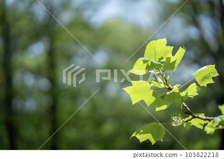 火雞的芽 火雞的芽 103822218