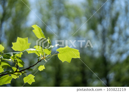 Buds of turkey Buds of turkey 103822219