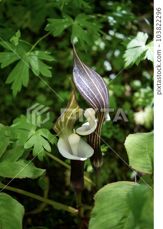 形狀有趣的虎耳草 形狀有趣的虎耳草 103822296