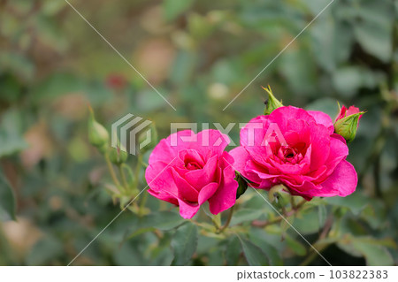 Colorful roses that heal the hearts of many people 103822383