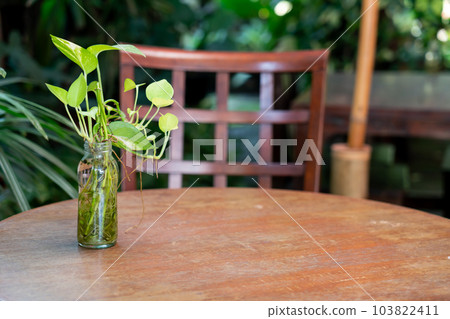 Epipremnum aureum plant in glass bottle decoration on wood table Epipremnum aureum plant in glass bottle decoration on wood table 103822411