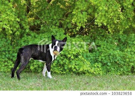 Mighty-kun, a cute Boston terrier looking back in front of the beautiful fresh greenery♡ 103823658