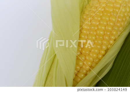 剛收穫的淘金熱（玉米） 103824149