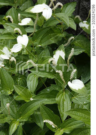 雨季雨後綻放的白花 雨季雨後綻放的白花 103824196