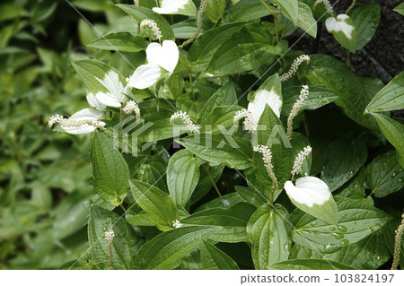 White flowers of Hangeshou that bloomed after the rain in the rainy season White flowers of Hangeshou that bloomed after the rain in the rainy season 103824197