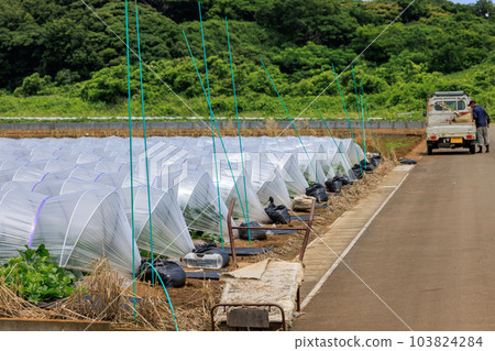 A low greenhouse for growing melons and a farmer 103824284